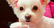 Star is registered to the contest to win money with this photo: adorable, animal, black_nose, blanket, bow, brown_eyes, car_interior, close_up, cute, dog, fluffy, indoors, pet, pink, pink_bow, portrait, puppy, sitting, small_dog, white_dog