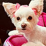 adorable, animal, black_nose, blanket, bow, brown_eyes, car_interior, close_up, cute, dog, fluffy, indoors, pet, pink, pink_bow, portrait, puppy, sitting, small_dog, white_dog