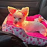 Star joined the competition — help win amazing prizes! animal, car, car_interior, cute, dog, ears, fluffy, indoor, lying_down, paw_prints, pet, pet_bed, pink_bedding, portrait, puppy, sitting, small_dog, sunlight, toy, travel