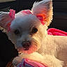 Star joined the competition — help win amazing prizes! adorable, animal, blanket, close_up, companion, cute, dark_background, dog, fluffy, large_ears, looking_at_camera, pet, pink_bows, portrait, puppy, small_dog, sunlight, vehicle_interior, warm_lighting, white_fur