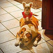 Star is registered to the contest to win money with this photo: costume, cute, dog, doorway, funny, indoor, kitchen, large_dog, lying_down, pet, playful, portrait, puppy, red_dress, rug, sitting, small_dog, stacked_dogs, tile_floor, wooden_cabinets
