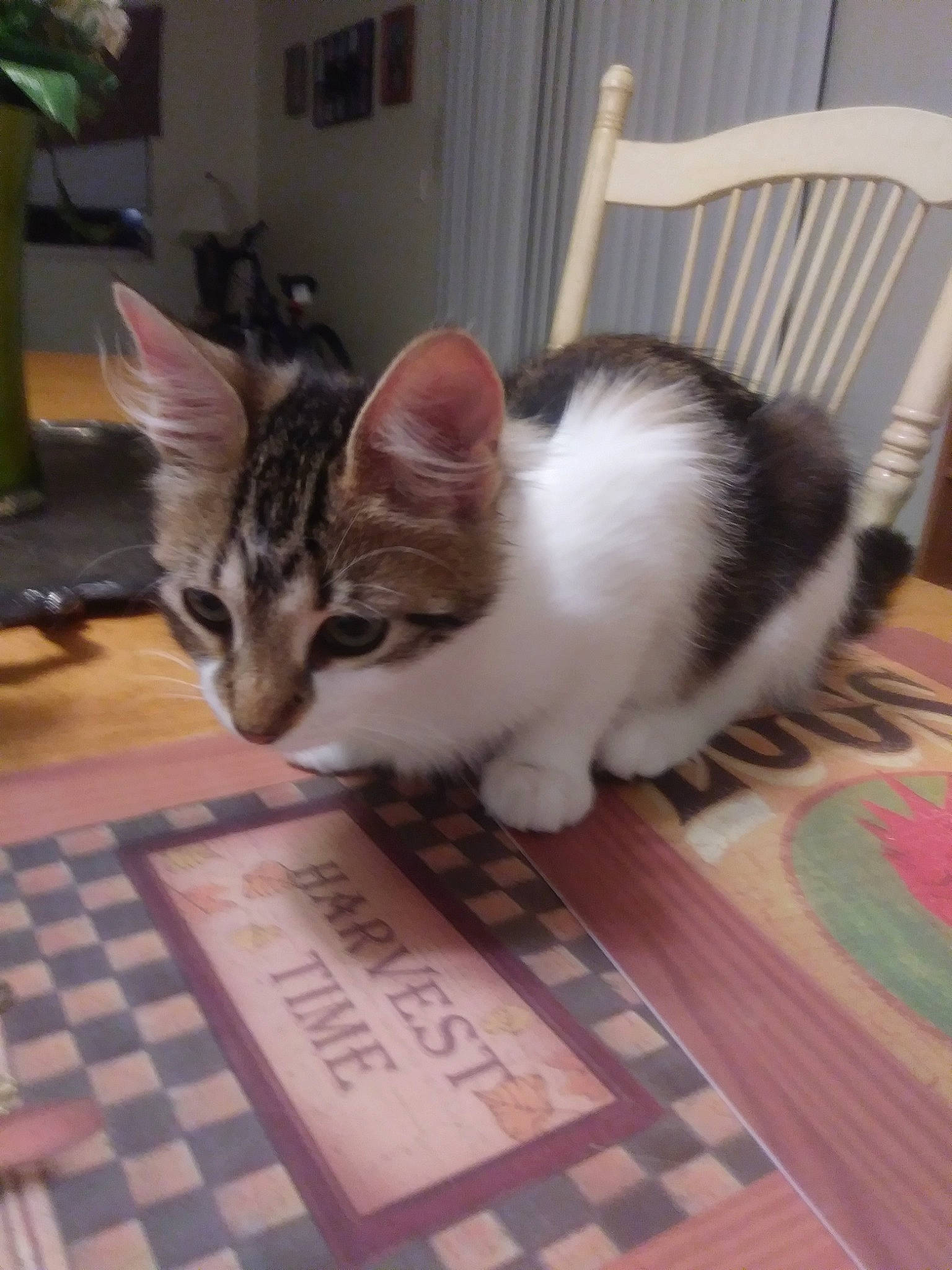 Noelle joined the competition — help win amazing prizes! aegean_cat, asian, carnivore, cat, domestic_short_haired_cat, european_shorthair, felidae, kitten, mammal, small_to_medium_sized_cats, tail, whiskers