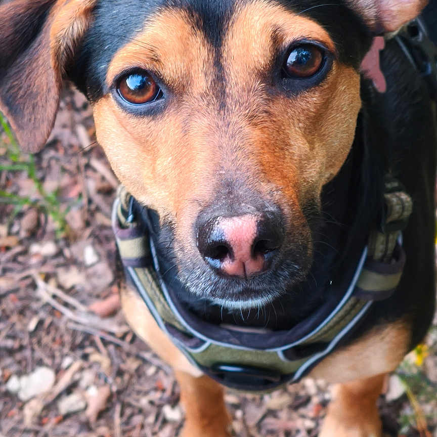 Vicky a rejoint le concours — aidez-le/la à gagner de superbes lots ! accessories, alloywheel, animal, appenzeller, beagle, canine, car, carwheel, dog, hound, labradorretriever, machine, pet, puppy, spoke, strap, tire, transportation, vehicle, wheel