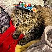 Bean is registered to the contest to win money with this photo: cat, tabby, fluffy_fur, hat, rainbow_hat, bed, blankets, red_blanket, yellow_blanket, gray_blanket, indoor, pet, feline, resting, cozy, fur, whiskers, cute, domestic_cat, animal