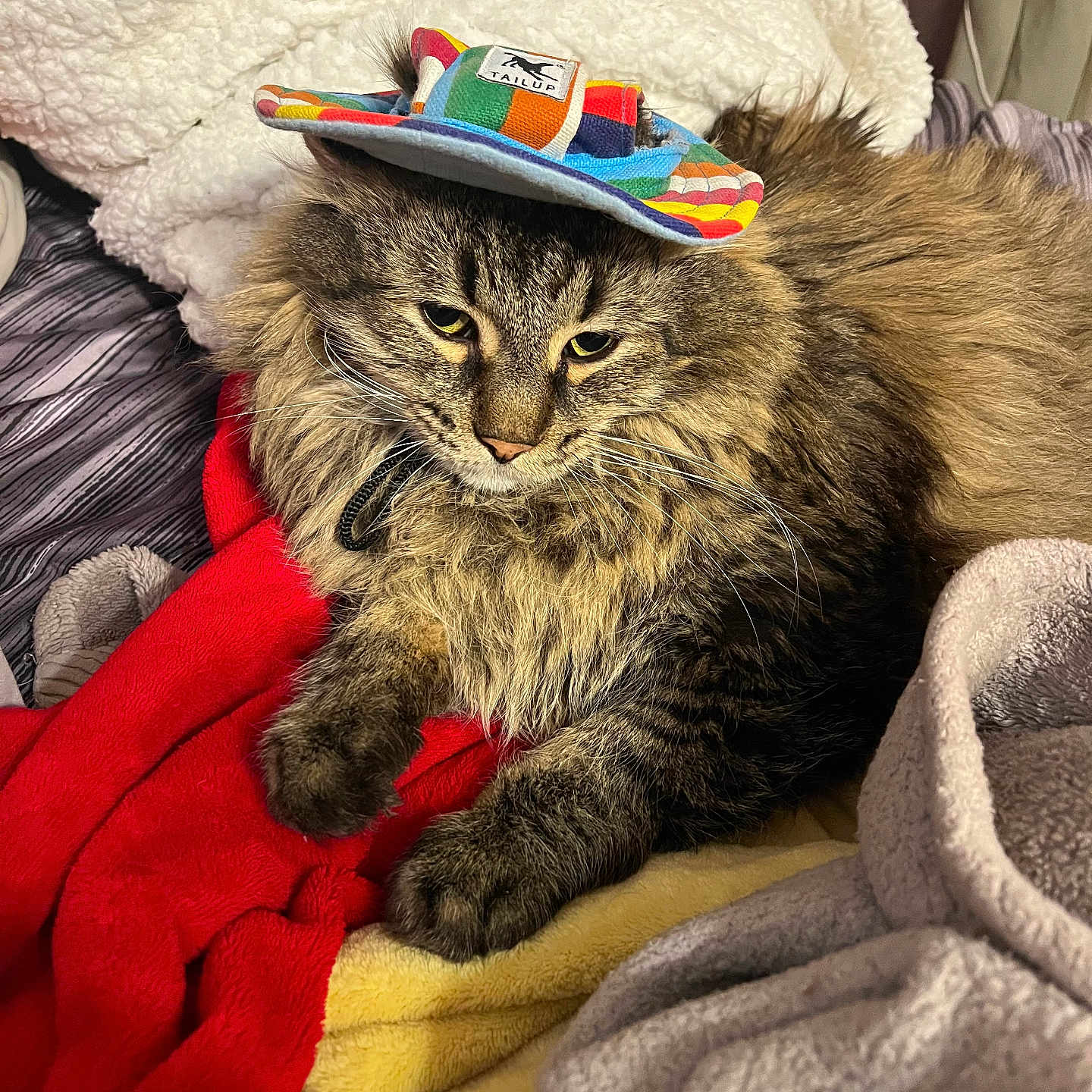 Bean is registered to the contest to win money with this photo: animal, bed, blankets, cat, cozy, cute, domestic_cat, feline, fluffy_fur, fur, gray_blanket, hat, indoor, pet, rainbow_hat, red_blanket, resting, tabby, whiskers, yellow_blanket