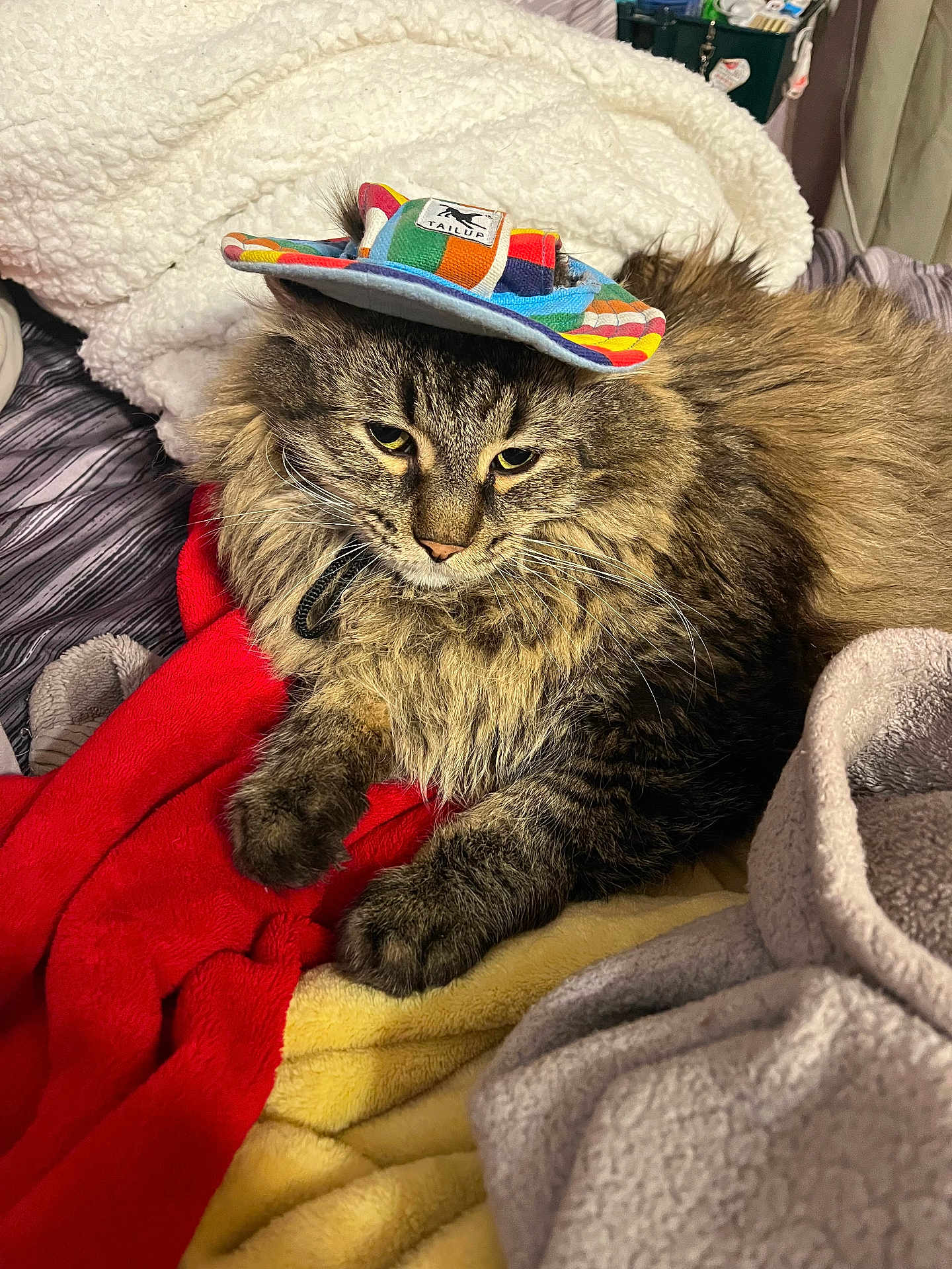 Bean is registered to the contest to win money with this photo: cat, tabby, fluffy_fur, hat, rainbow_hat, bed, blankets, red_blanket, yellow_blanket, gray_blanket, indoor, pet, feline, resting, cozy, fur, whiskers, cute, domestic_cat, animal