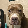 dog, brown_dog, white_chest, indoor, pet, close_up, table, can, fan, wall, painting, furniture, domestic, animal, face, nose, ears, expression, household, room