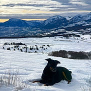 Romy participe au concours pour gagner de l'argent avec cette photo : animal, canine, clouds, cold, daytime, dog, field, forest, hill, landscape, mountains, nature, outdoor, pet, relaxing, rural, scenery, sky, snow, winter