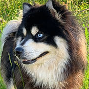 Boomer participe au concours pour gagner de l'argent avec cette photo : animal, canine, cockerspaniel, collie, dog, eskimodog, fox, grass, husky, lion, papillon, pet, plant, puppy, redwolf, wolf