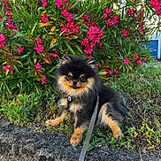 Bali participe au concours pour gagner de l'argent avec cette photo : adorable, animal, bush, cute, dog, flowers, fur, garden, grass, greenery, leash, nature, outdoor, pet, pink_flowers, pomeranian, puppy, sitting, small_dog, stone