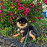 dog, puppy, pomeranian, leash, flowers, pink_flowers, greenery, bush, outdoor, nature, grass, stone, pet, cute, fur, small_dog, animal, garden, sitting, adorable