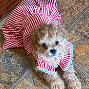 Meekah is registered to the contest to win money with this photo: dog, puppy, dress, red_and_white, checkered, curly_fur, pet, floor, tile, cute, small, indoors, animal, fur, lying_down, clothing, adorable, blurry, domestic, companion