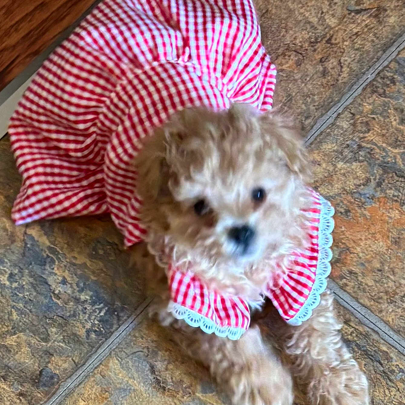 Meekah is registered to the contest to win money with this photo: adorable, animal, blurry, checkered, clothing, companion, curly_fur, cute, dog, domestic, dress, floor, fur, indoors, lying_down, pet, puppy, red_and_white, small, tile