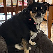 Raylyn joined the competition — help win amazing prizes! dog, black_dog, small_dog, pet, indoor, furniture, chair, table, collar, cushion, looking, animal, canine, home, domestic, brown, tan, wood, floor, curious