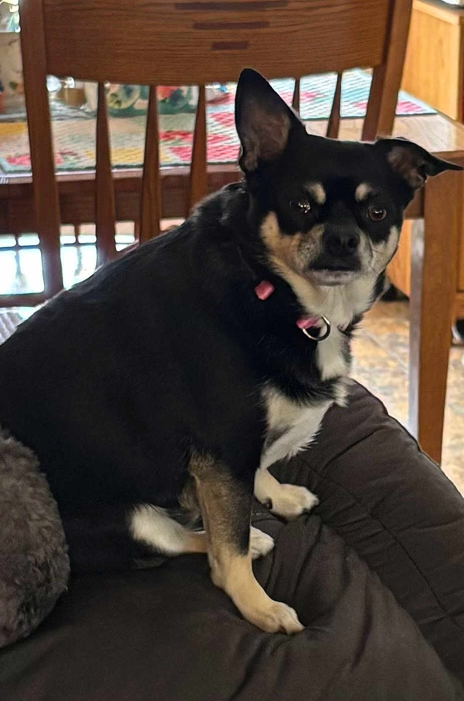 Raylyn joined the competition — help win amazing prizes! dog, black_dog, small_dog, pet, indoor, furniture, chair, table, collar, cushion, looking, animal, canine, home, domestic, brown, tan, wood, floor, curious