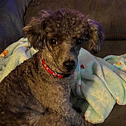 Sammy is registered to the contest to win money with this photo: dog, curly_fur, red_collar, blanket, couch, indoor, pet, cozy, soft_texture, winter_theme, animal, companion, sitting, cute, fur, portrait, domestic, relaxed, cute_pet, friendly
