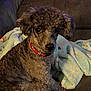 dog, curly_fur, red_collar, blanket, couch, indoor, pet, cozy, soft_texture, winter_theme, animal, companion, sitting, cute, fur, portrait, domestic, relaxed, cute_pet, friendly