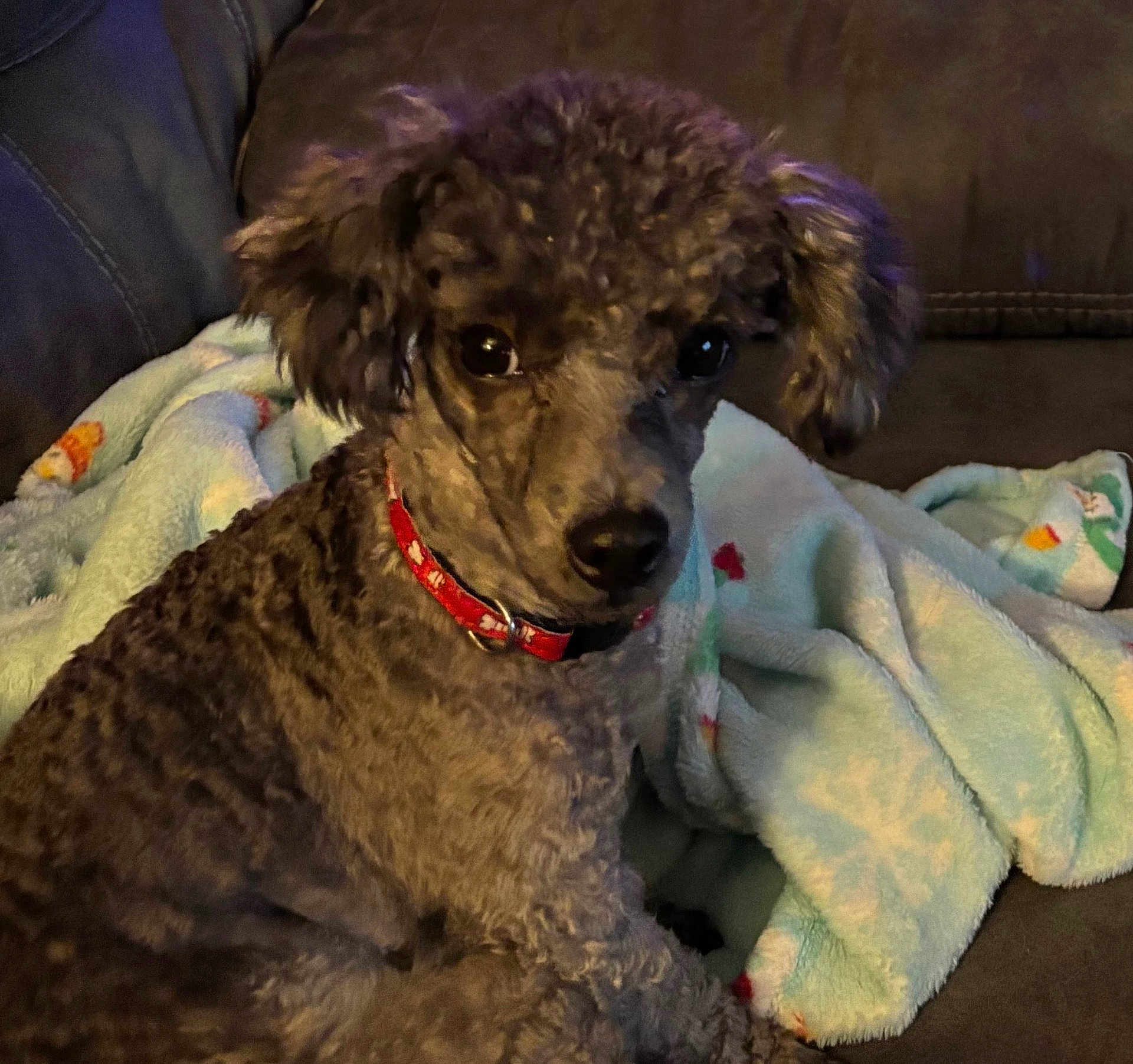 Sammy