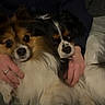 Paco Et Stella participe au concours pour gagner de l'argent avec cette photo : animal, black, brown, closeup, comfort, companionship, couch, cozy, cute, dog, face, fluffy, friendship, fur, hands, indoor, pets, relaxation, resting, white