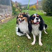 Paco Et Stella participe au concours pour gagner de l'argent avec cette photo : animal, blurred_background, canine, cute, daytime, dog, fence, fur, garden, grass, greenery, happy, leash, nature, outdoor, pets, playful, tongue, two_dogs, walking