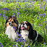 Paco Et Stella participe au concours pour gagner de l'argent avec cette photo : animal, canine, dog, dogs, field, flowers, fluffy, fur, grass, greenery, nature, outdoor, pets, playful, purple_flowers, relaxed, spring, sunlight, tongue_out, two_dogs