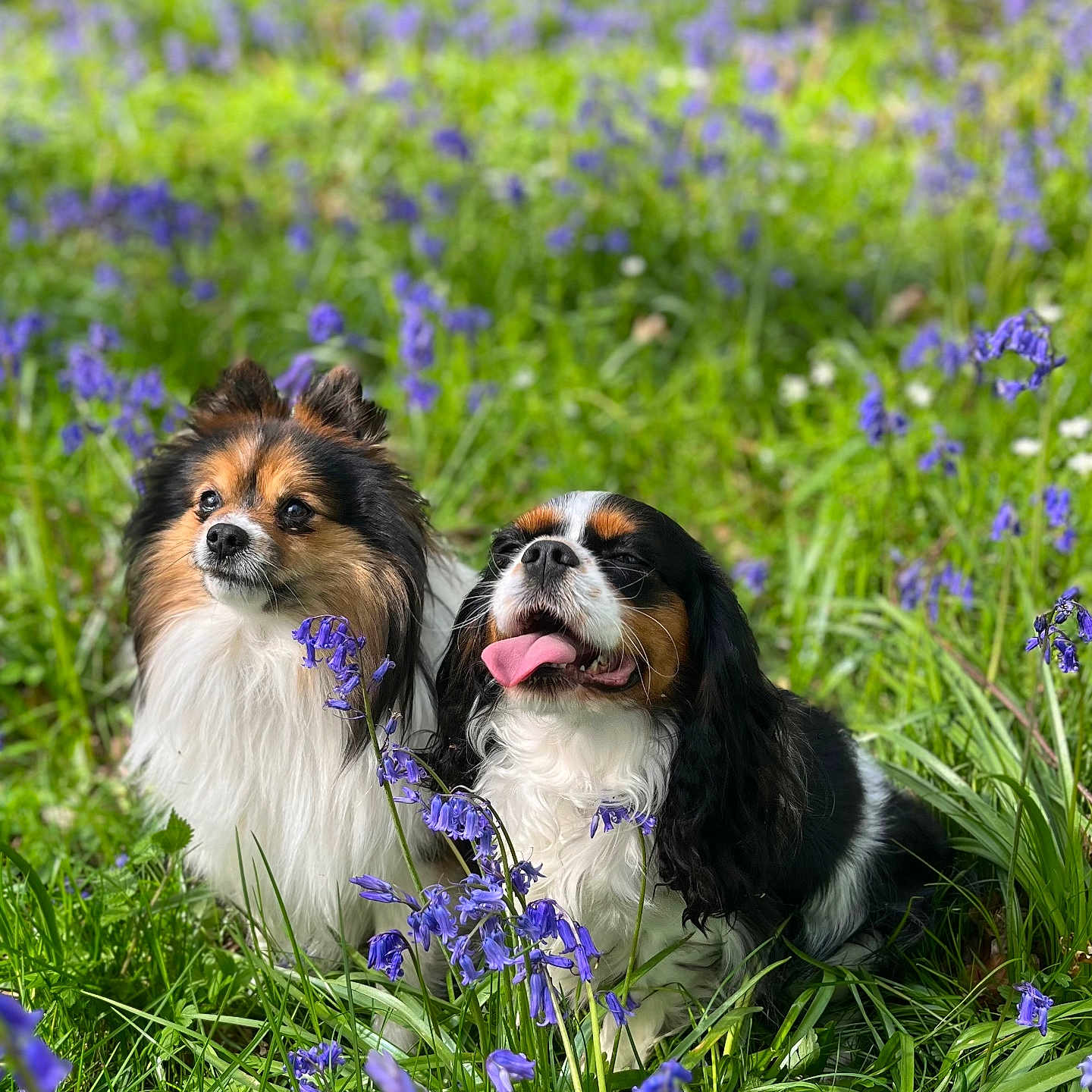 Paco Et Stella participe au concours pour gagner de l'argent avec cette photo : animal, canine, dog, dogs, field, flowers, fluffy, fur, grass, greenery, nature, outdoor, pets, playful, purple_flowers, relaxed, spring, sunlight, tongue_out, two_dogs