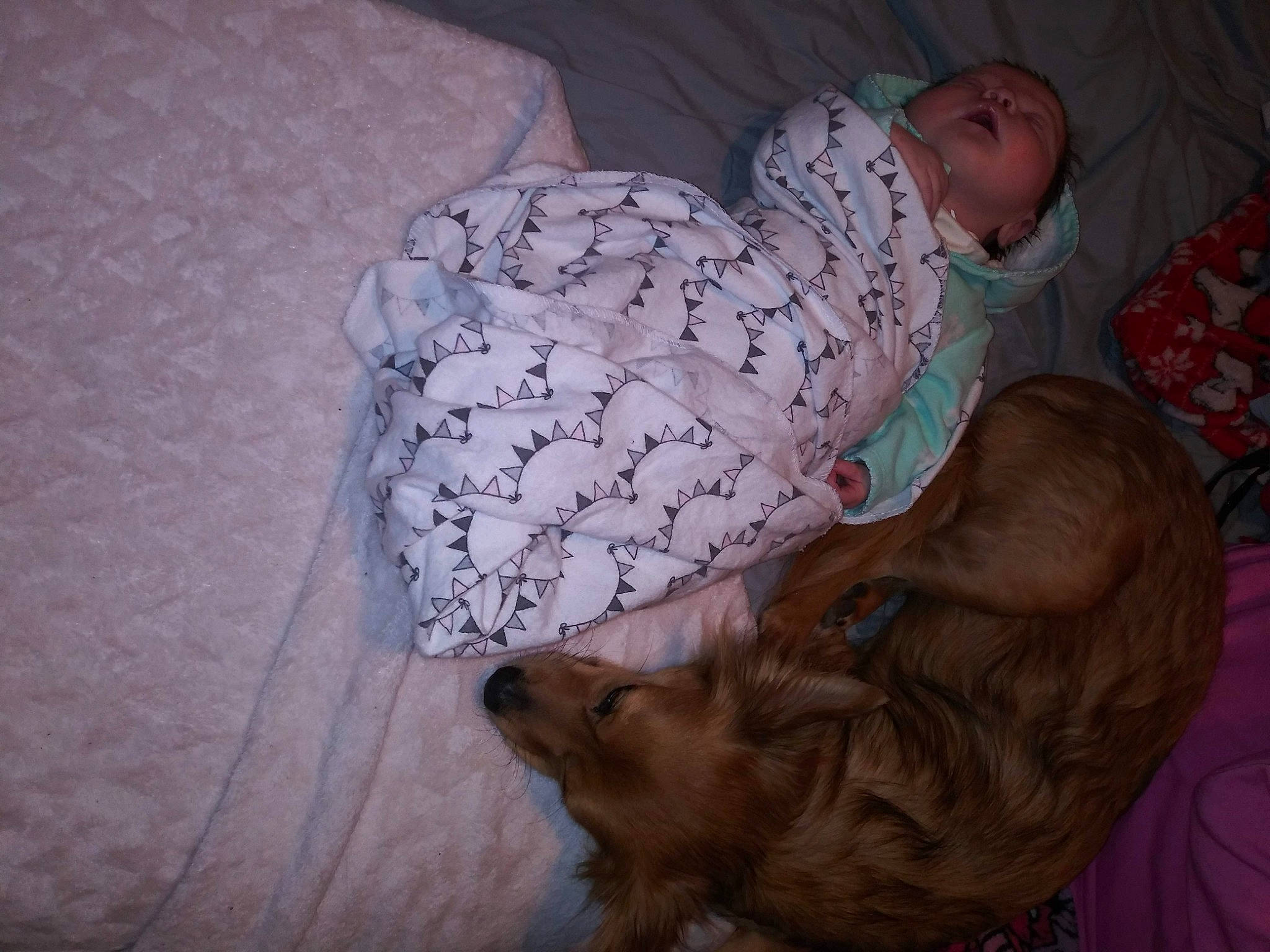 Judge is registered to the contest to win money with this photo: baby, baby_toddler_clothing, bed, bedding, bedtime, carnivore, child, comfort, companion_dog, dog, dog_breed, dog_supply, fawn, fur, linens, liver, nap, toddler, toy_dog, working_animal