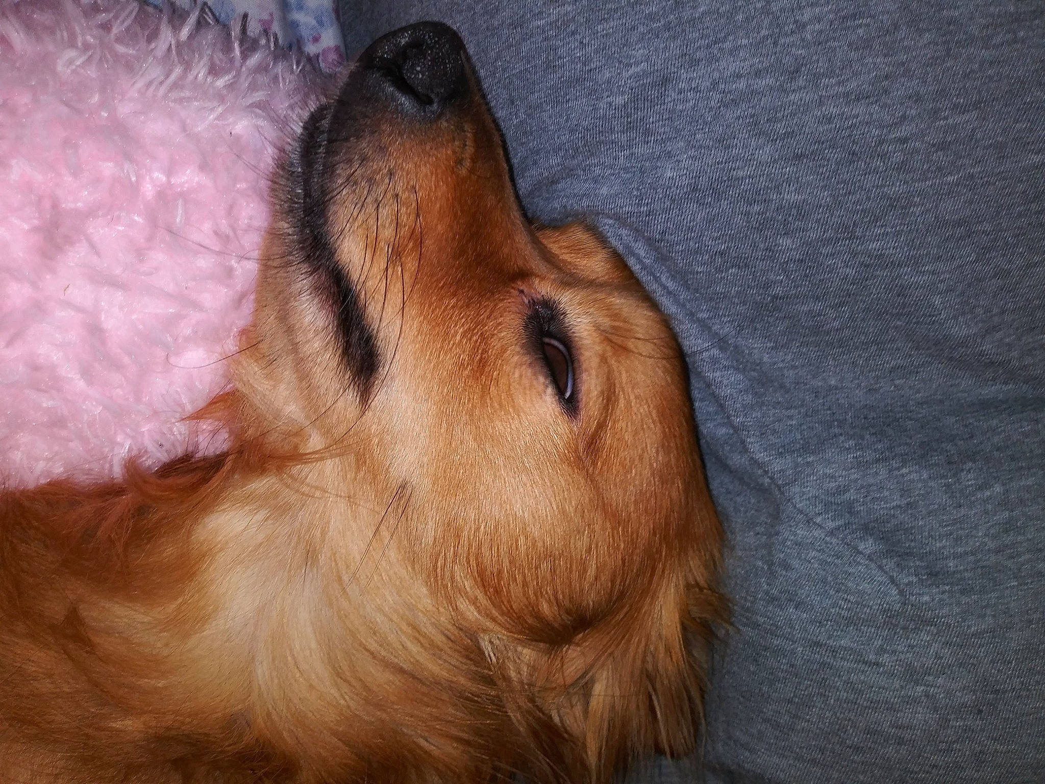 Judge joined the competition — help win amazing prizes! canidae, carnivore, companion_dog, dog, dog_breed, ear, fawn, foot, fur, liver, paw, pet_supply, snout, sporting_group, whiskers, working_animal