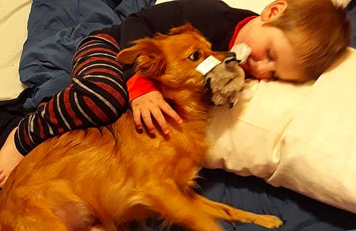 Judge is registered to the contest to win money with this photo: baby, carnivore, child, comfort, companion_dog, dog, dog_breed, ear, fawn, felidae, fur, lap, mammal, orange, paw, snout, sporting_group, toddler, toy_dog, vertebrate