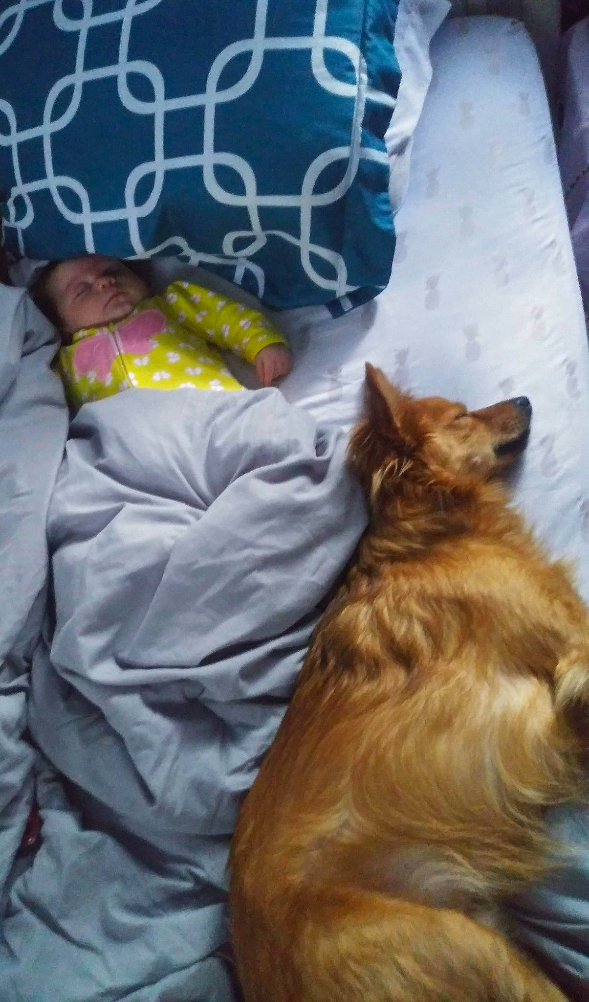 Judge is registered to the contest to win money with this photo: baby, carnivore, cat, comfort, companion_dog, dog_breed, fawn, felidae, fur, linens, paw, pomeranian, small_to_medium_sized_cats, snout, spitz, tail, toddler, whiskers, wood, yellow