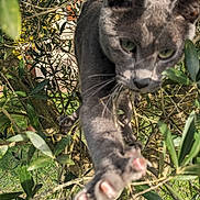 Arthur participe au concours pour gagner de l'argent avec cette photo : cat, gray_cat, tree, branches, green_leaves, outdoor, daylight, nature, animal, paw, curious, climbing, feline, close_up, focus, greenery, sky, house, whiskers, adventure