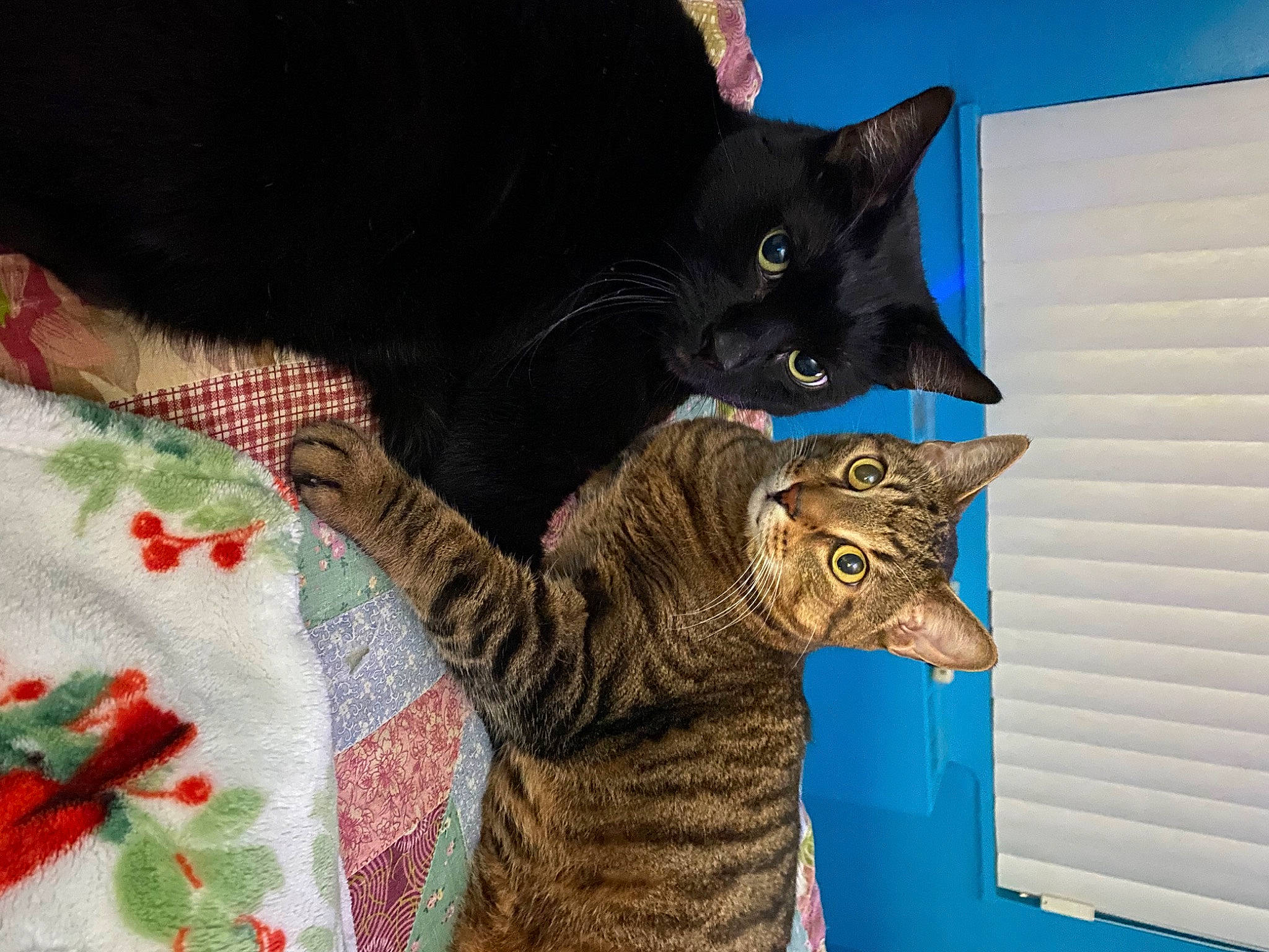 Henry joined the competition — help win amazing prizes! carnivore, cat, cat_supply, comfort, domestic_short_haired_cat, electric_blue, felidae, fur, linens, pattern, small_to_medium_sized_cats, snout, tail, terrestrial_animal, vertebrate, whiskers