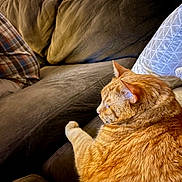 Max is registered to the contest to win money with this photo: cat, ginger_cat, orange_tabby, pet, indoor, couch, sofa, pillow, cozy, relaxed, whiskers, fur, paw, side_profile, home_interior, plaid_pillow, window_shutters, mellow, seated, domestic