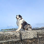 Ruby participe au concours pour gagner de l'argent avec cette photo : dog, fluffy, outdoor, sky, stone_wall, leash, coast, water, clouds, town, landscape, pet, animal, sitting, daytime, nature, fur, calm, majestic, blue_sky