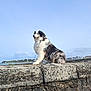 dog, fluffy, outdoor, sky, stone_wall, leash, coast, water, clouds, town, landscape, pet, animal, sitting, daytime, nature, fur, calm, majestic, blue_sky