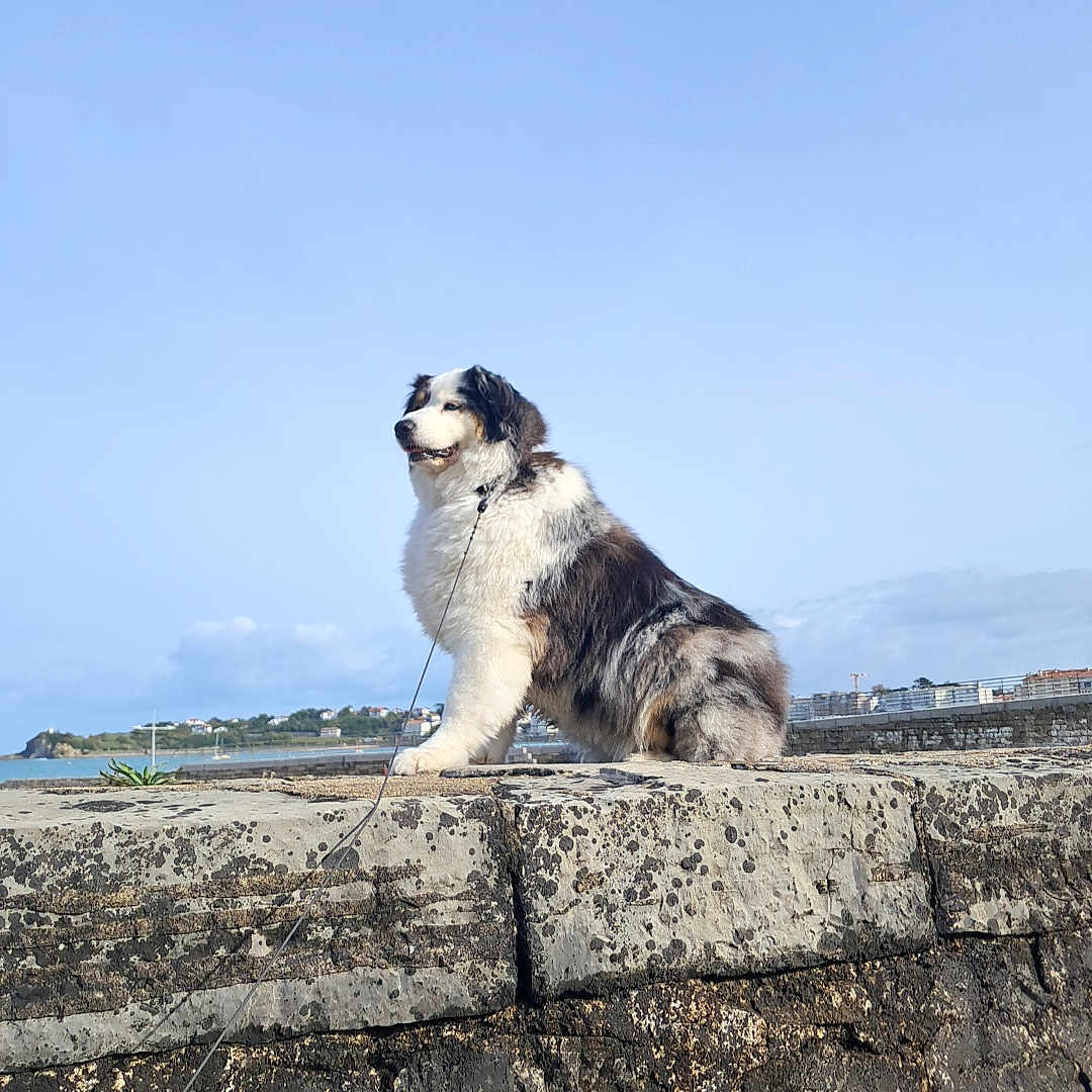Ruby participe au concours pour gagner de l'argent avec cette photo : animal, blue_sky, calm, clouds, coast, daytime, dog, fluffy, fur, landscape, leash, majestic, nature, outdoor, pet, sitting, sky, stone_wall, town, water