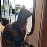 cat, tortoiseshell, window, sunlight, collar, indoor, pet, animal, sunglasses, side_view, looking_out, feline, domestic_cat, daylight, reflection, quiet, resting, still_life, curiosity, home