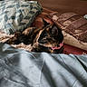 Cheyenne a rejoint le concours — aidez-le/la à gagner de superbes lots ! cat, tortoiseshell, pet, collar, bed, pillow, blanket, indoor, resting, feline, fur, cozy, comfort, sleepy, animal, soft, relaxing, home, cute, peaceful