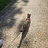 Cheyenne a rejoint le concours — aidez-le/la à gagner de superbes lots ! cat, animal, leash, harness, shadow, path, gravel, outdoor, sunlight, walking, nature, sidewalk, greenery, pet, footwear, shoe, texture, daytime, exploration, companion