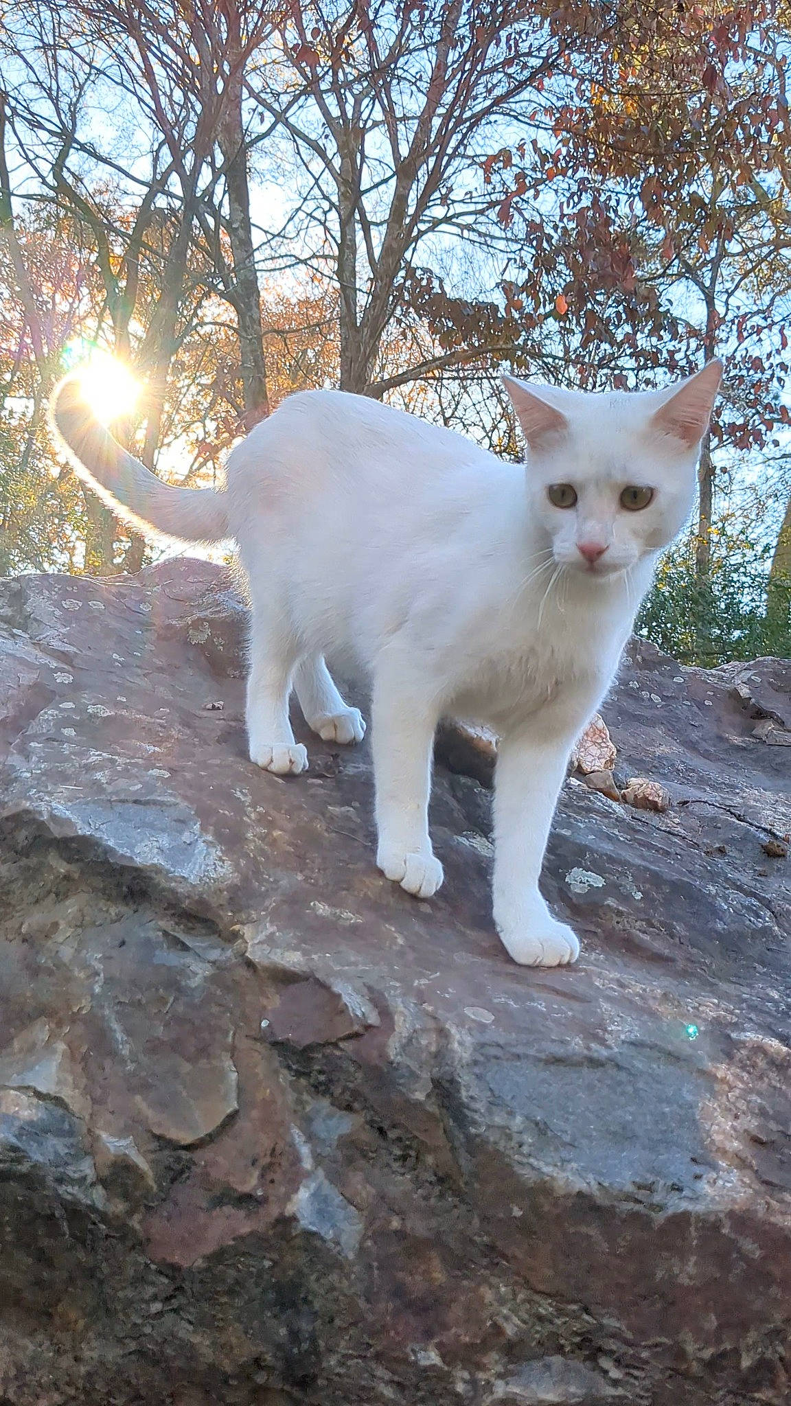 Richard is registered to the contest to win money with this photo: carnivore, cat, domestic_short_haired_cat, fawn, felidae, fur, grass, leaf, paw, plant, sky, small_to_medium_sized_cats, snout, tail, tree, trunk, twig, whiskers, wildlife, wood