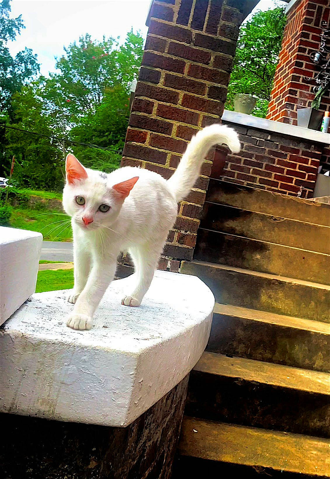 Richard is registered to the contest to win money with this photo: art, brick, brickwork, carnivore, cat, daytime, domestic_short_haired_cat, fawn, felidae, grass, plant, sky, small_to_medium_sized_cats, snout, stairs, tail, tree, wall, whiskers, wood