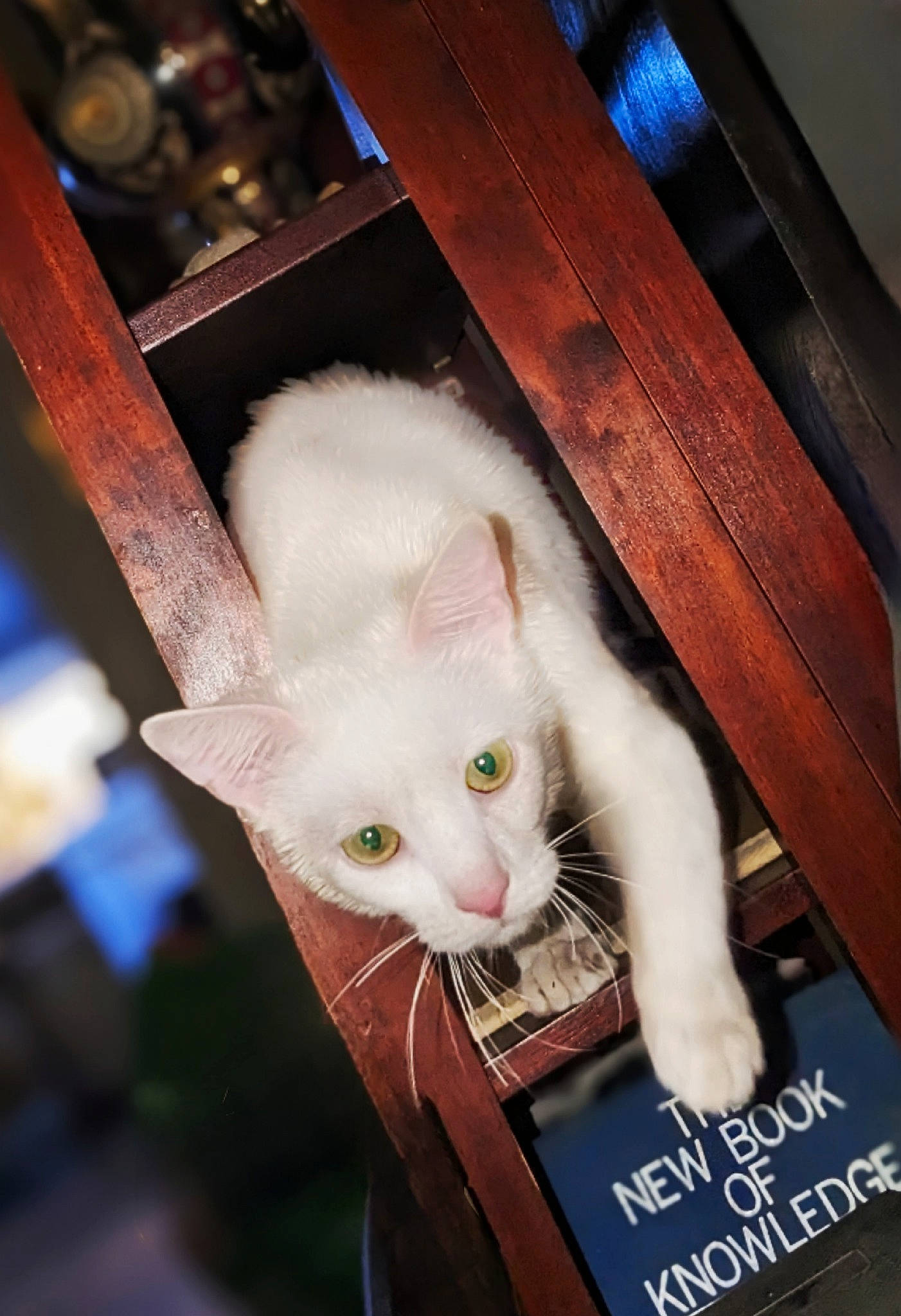 Richard is registered to the contest to win money with this photo: carnivore, cat, claw, domestic_short_haired_cat, ear, fawn, felidae, fur, hardwood, nail, paw, pet_supply, small_to_medium_sized_cats, snout, tail, whiskers, wood