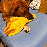 Ember joined the competition — help win amazing prizes! dog, brown_dog, plush_toy, duck_toy, yellow_toy, sleeping, lying_down, pet, animal, bed, bedroom, blanket, bedsheet, cuddling, resting, indoors, cozy, floppy_ears, paws, portrait