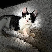 Ange a rejoint le concours — aidez-le/la à gagner de superbes lots ! kitten, cat, black_and_white, fluffy_blanket, soft_texture, green_eyes, pink_nose, relaxing, indoor, pet, fur, cute, animal, whiskers, paw, resting, cozy, young_cat, close_up, natural_light