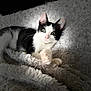 kitten, cat, black_and_white, fluffy_blanket, soft_texture, green_eyes, pink_nose, relaxing, indoor, pet, fur, cute, animal, whiskers, paw, resting, cozy, young_cat, close_up, natural_light