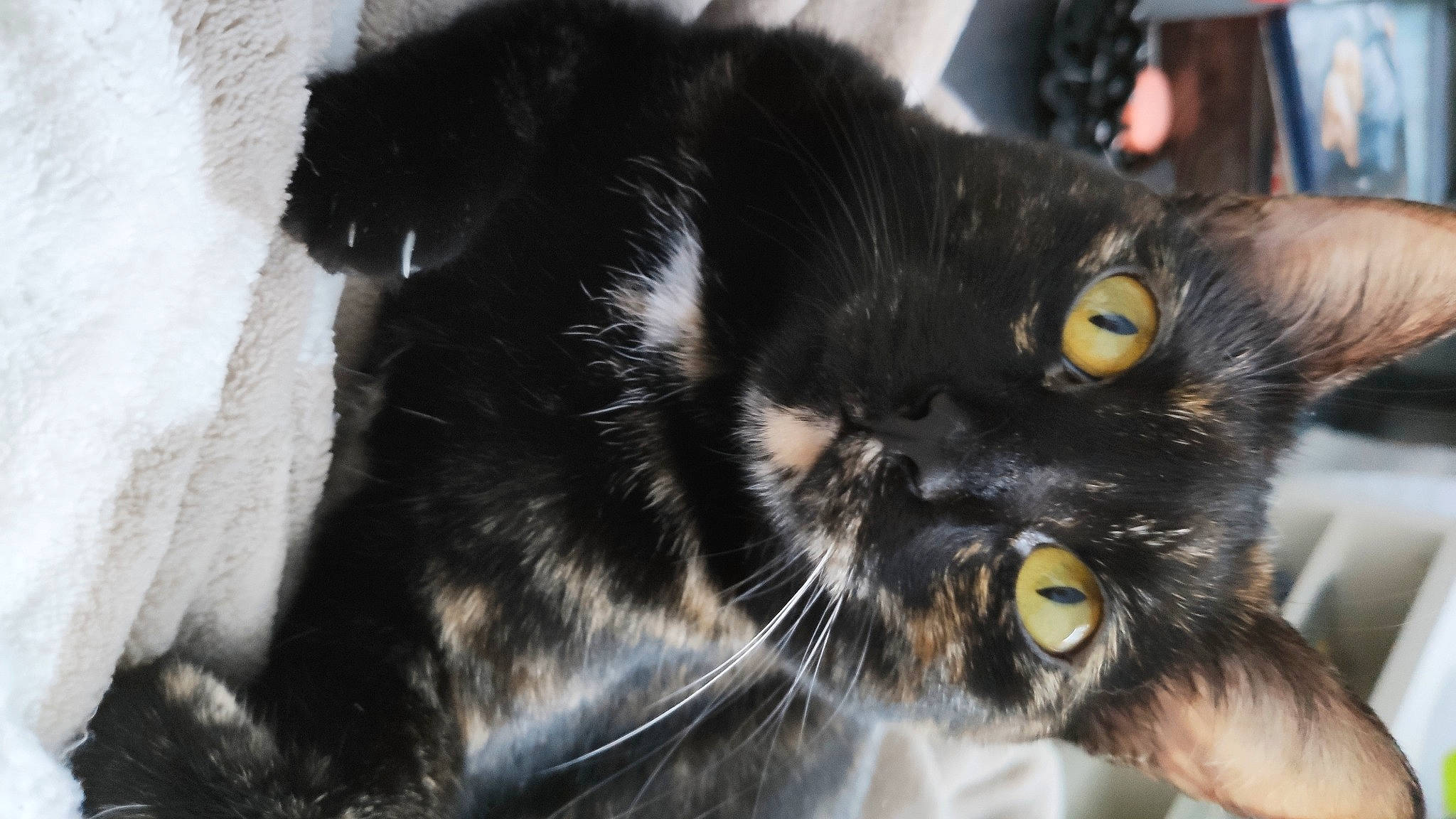 Espoir a rejoint le concours — aidez-le/la à gagner de superbes lots ! black_cat, bombay, carnivore, cat, claw, domestic_long_haired_cat, ear, eye, felidae, fur, kitten, norwegian_forest_cat, persian, small_to_medium_sized_cats, snout, whiskers