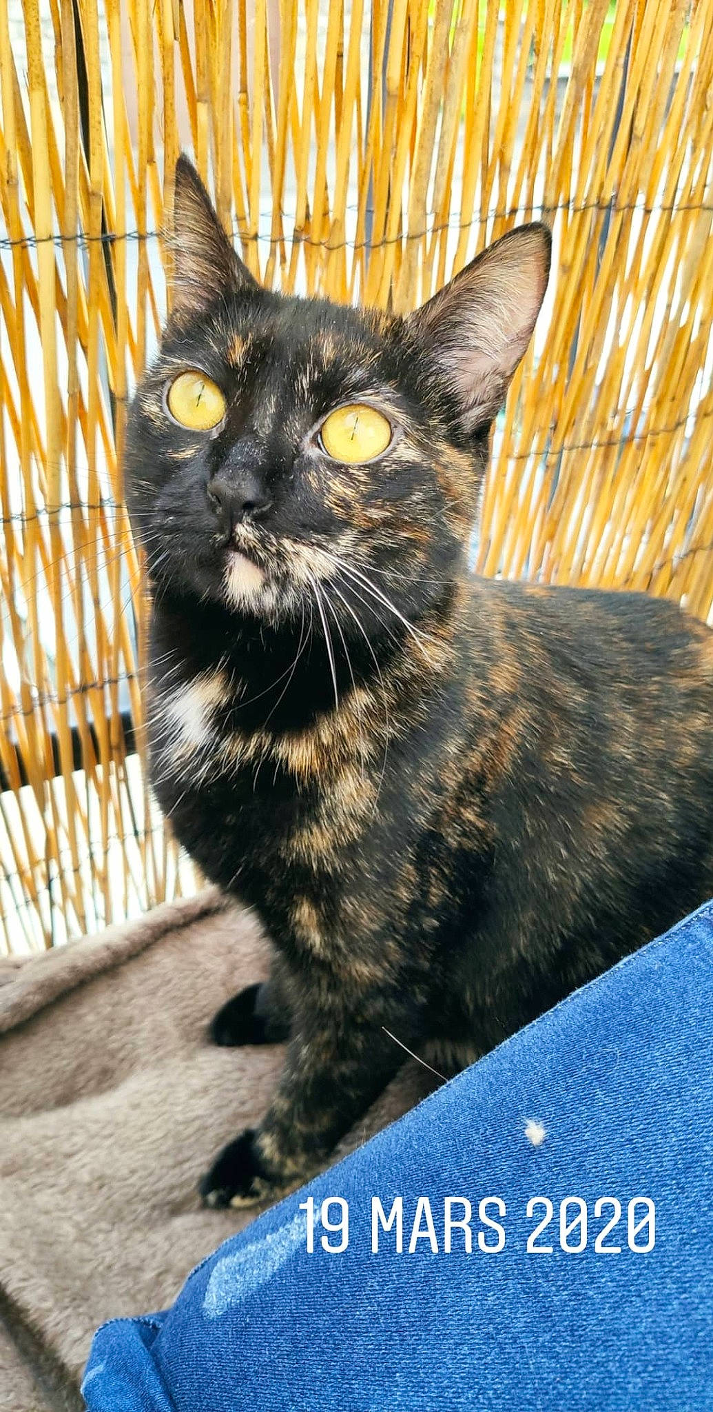 Espoir participe au concours pour gagner de l'argent avec cette photo : american_wirehair, asian, black_cat, carnivore, cat, domestic_short_haired_cat, european_shorthair, felidae, german_rex, kitten, mammal, photo_caption, small_to_medium_sized_cats, snout, vertebrate, whiskers