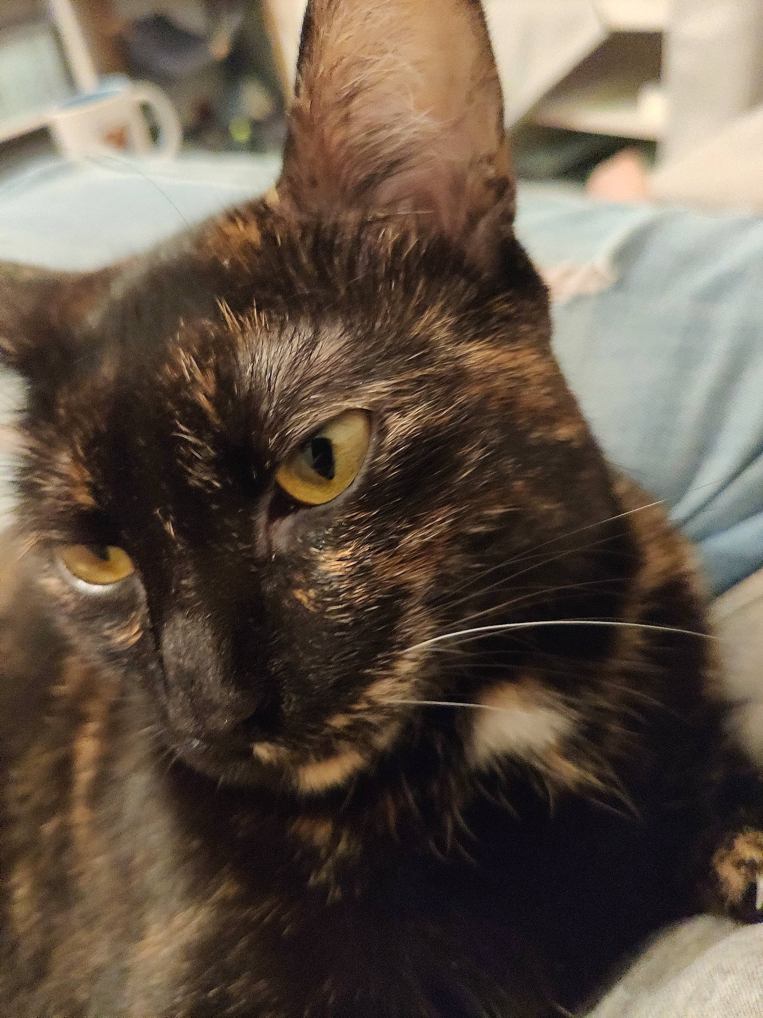 Espoir participe au concours pour gagner de l'argent avec cette photo : asian, asian_semi_longhair, black_cat, carnivore, cat, domestic_long_haired_cat, domestic_short_haired_cat, ear, european_shorthair, eye, felidae, fur, mammal, nebelung, norwegian_forest_cat, small_to_medium_sized_cats, snout, tabby_cat, vertebrate, whiskers