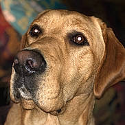 Nash is registered to the contest to win money with this photo: animal, canine, close_up, companion, dog, domestic, ears, expression, face, focus, fur, golden_brown, indoors, looking, mammal, nose, pet, portrait, soft_background, whiskers