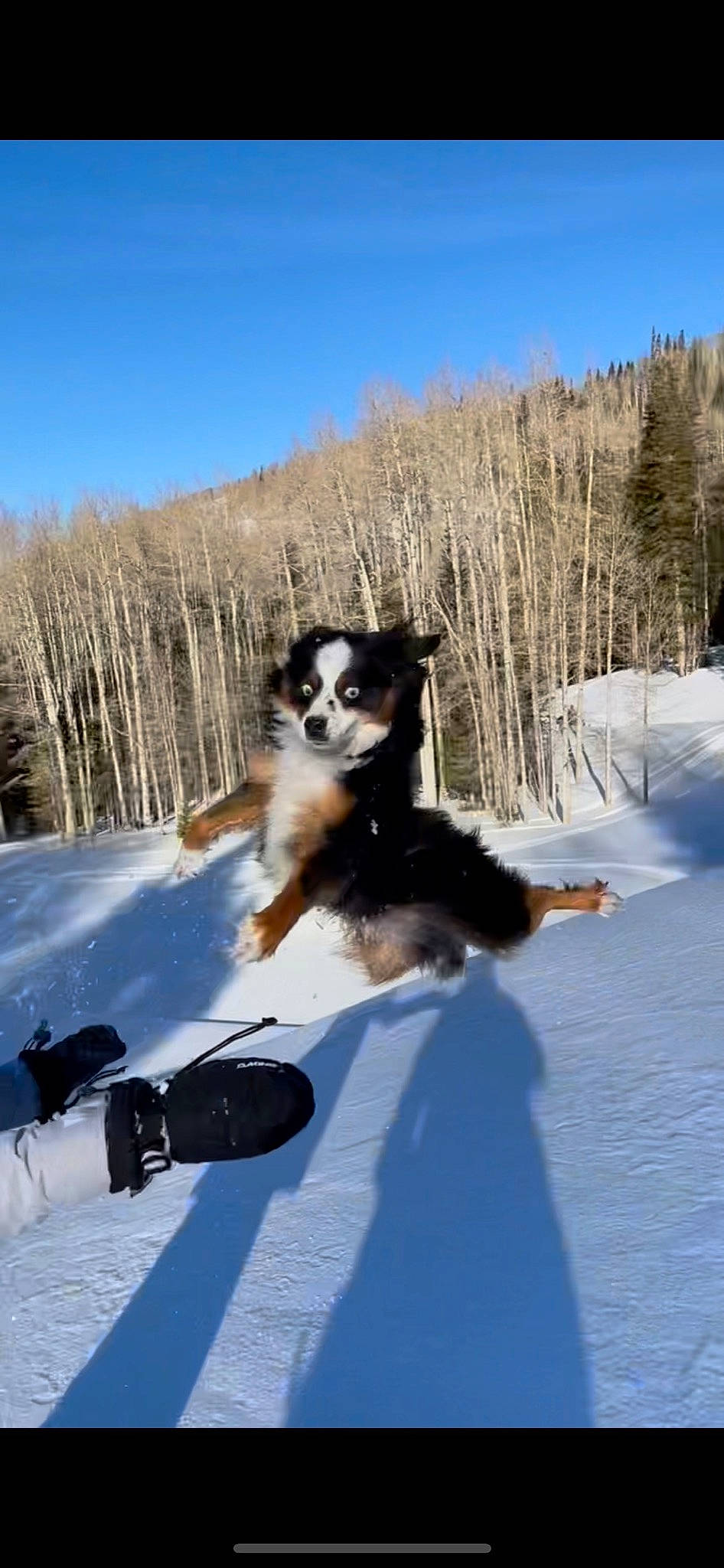 Cubby joined the competition — help win amazing prizes! canidae, carnivore, companion_dog, dog, dog_breed, electric_blue, freezing, fun, fur, geological_phenomenon, goggles, piste, recreation, sky, slope, snow, sporting_group, tree, winter, working_dog